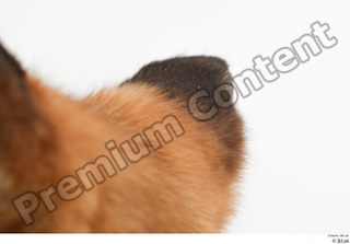 Fox  2 ear 0012.jpg